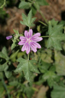 06-8753 Common Mallow (Malva sylvestris)